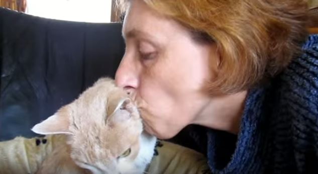 senior cat getting kiss