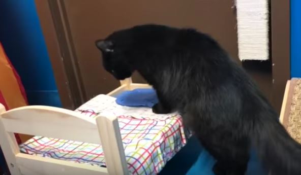 black cat inspecting ikea bed