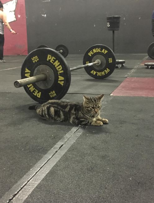 LB the gym cat lying next to bench press
