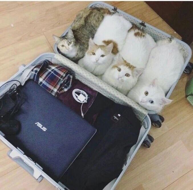 cats in suitcase