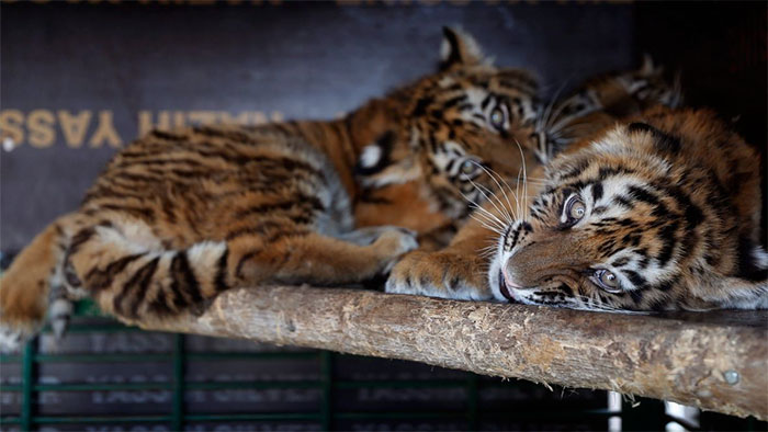 tiger cubs at AL rescue