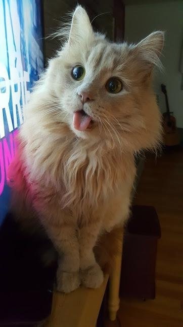 derpy cat tongue