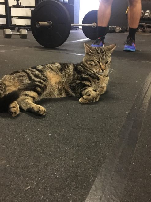 LB the gym cat taking a snooze