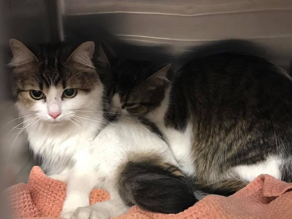 clinging cats dumped at shelter
