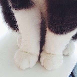 cat paws 1