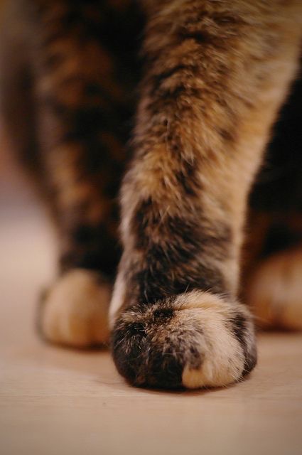 If you're having a bad day, just look at these kitty paws and you'll