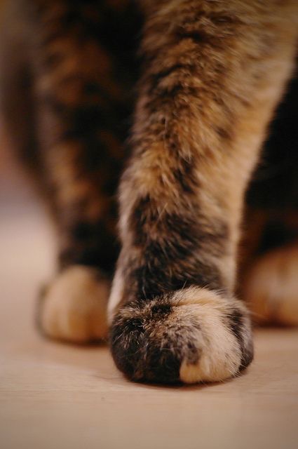 If you re having a bad day just look at these kitty paws  