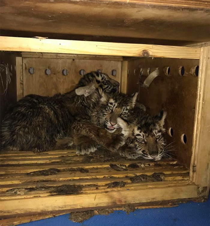 tiger cubs in box