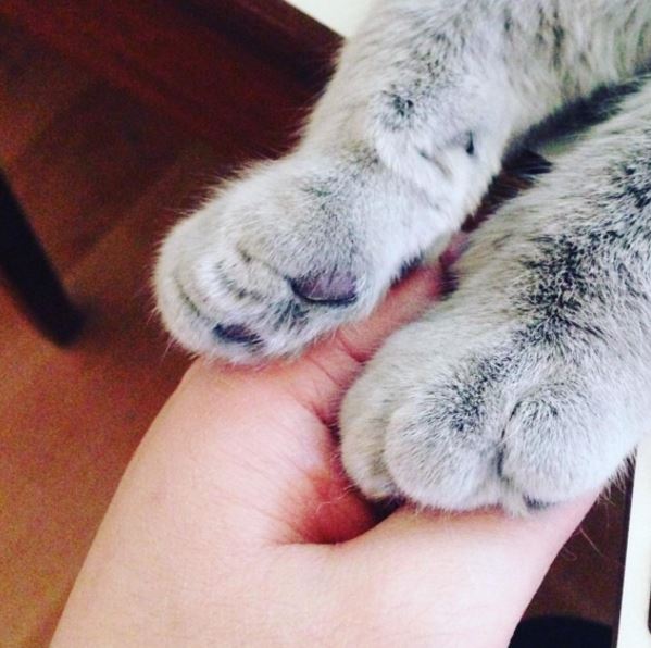 cat paws 10