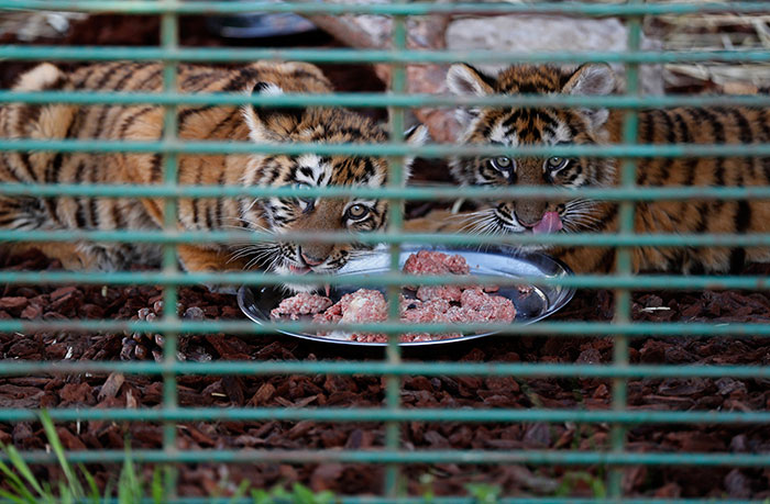 tiger cubs eating 