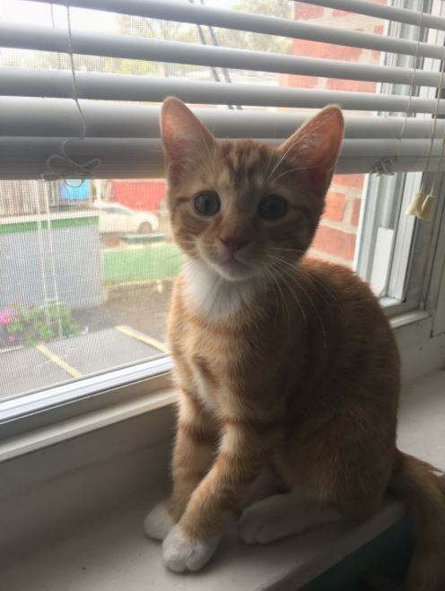 orange kitten in window