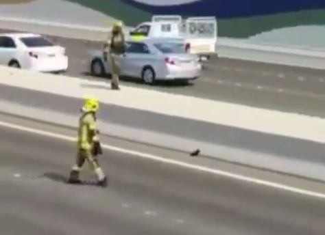 Abu Dhabi highway rescue of cat firefighters approaching