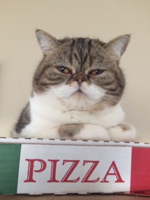 cat on pizza 4