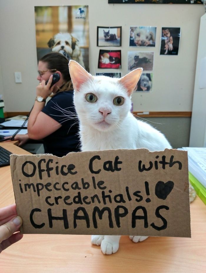champas the cat matchmaker card 4