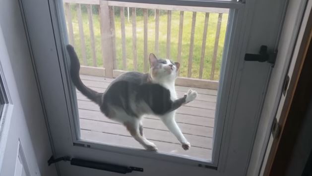 cats vs screen doors 4