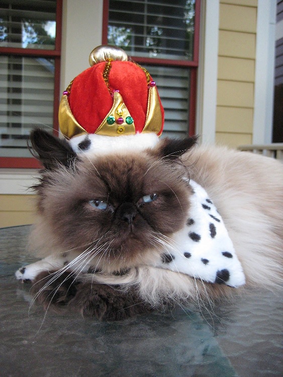 cat crown