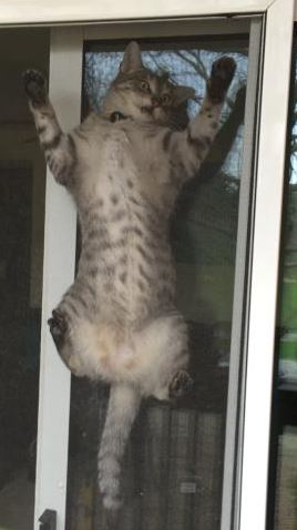 cats vs screen doors 7