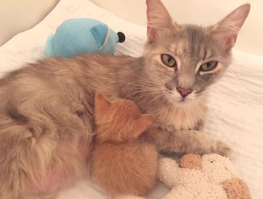 Grieving mother cat and orphaned kitten come together to form purrfect