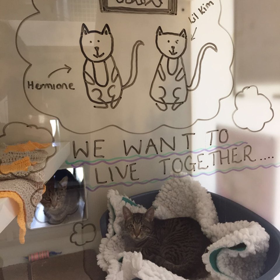 shelter illustrates cat thoughts 4
