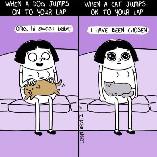 relatable cat comic chosen