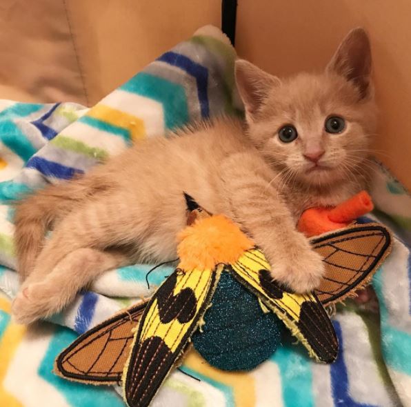Paralyzed kitten gets first acupuncture treatment and the results are