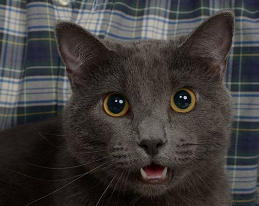 cat engagement photo shoot 6