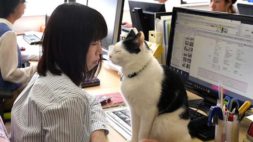 cat pictures