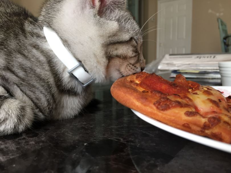cat on pizza 12