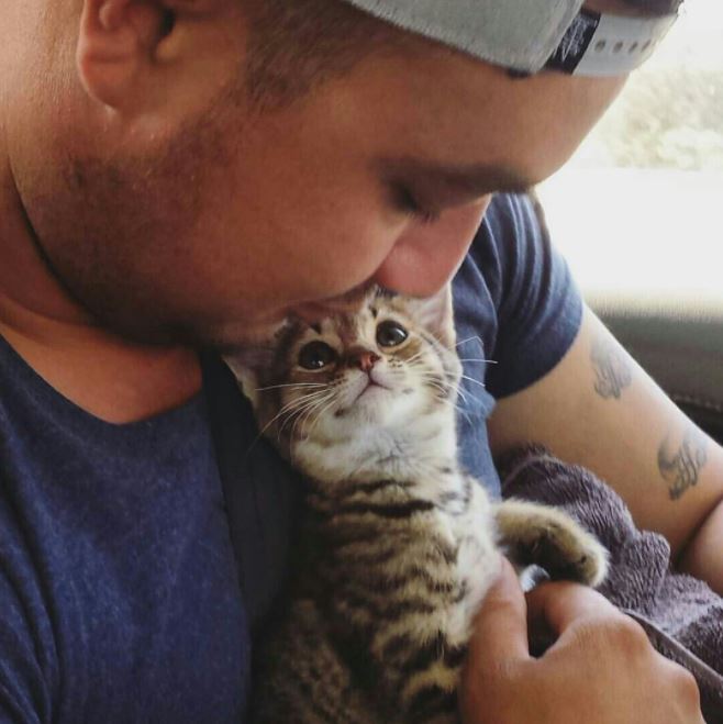 look of love kitten
