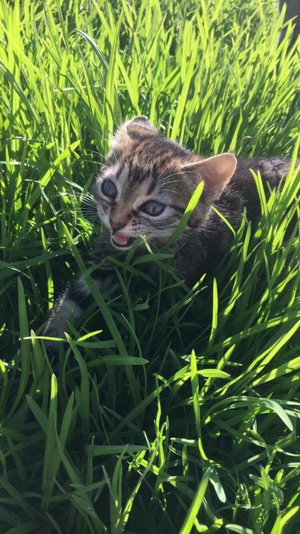 kitten roaring in the grass