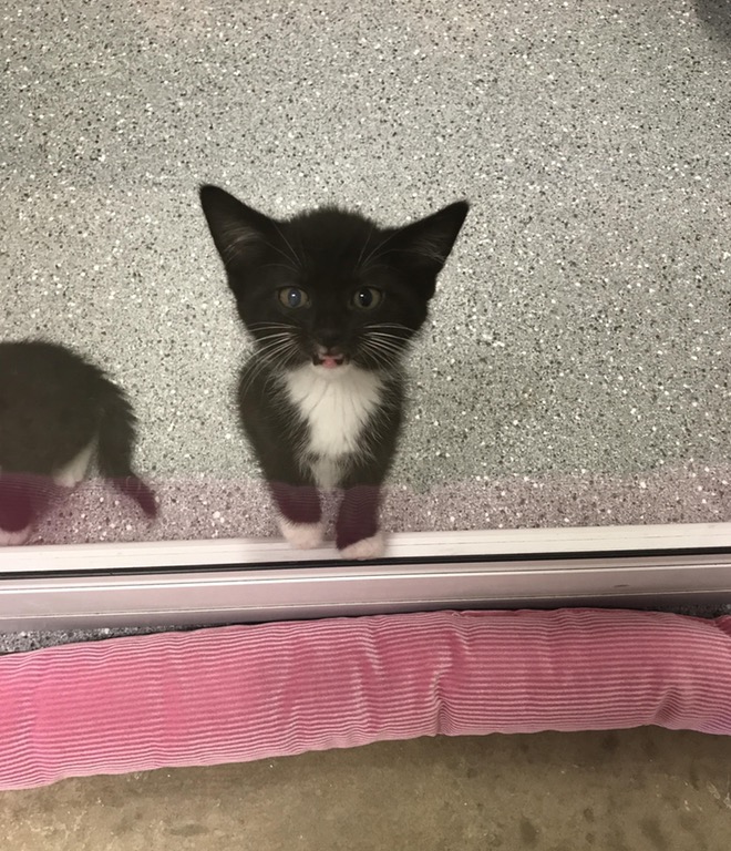 teeny black and white kitten meowing