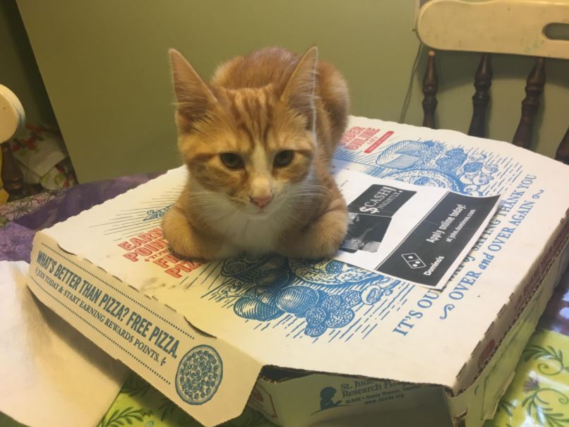 20 cats who love pizza more than you do