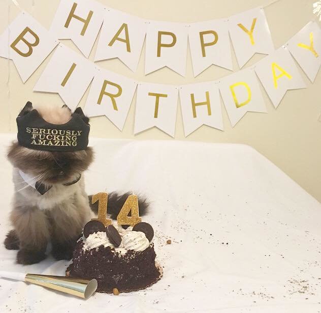 senior cat birthday 5