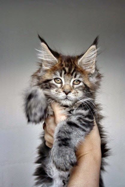 majestic maine coon kitten held up