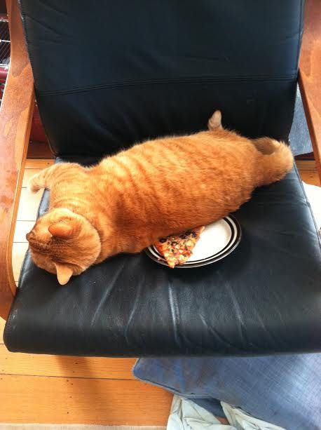 20 cats who love pizza more than you do