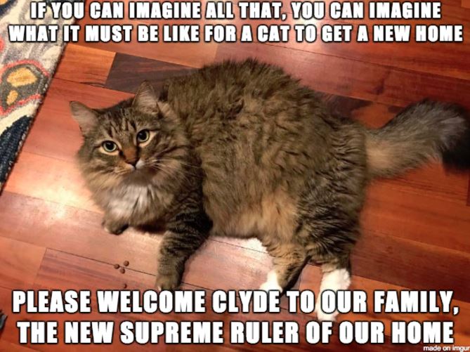 a clever insight into how it must feel for a cat to get a new home hzb7q ci6 a clever insight into how it must feel for a cat to get a new home