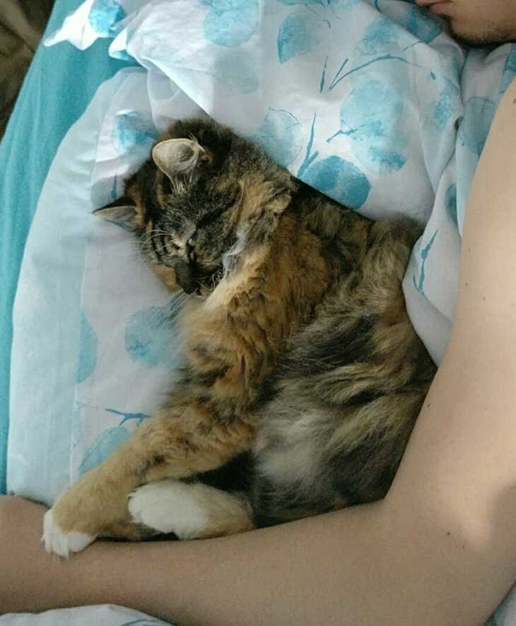 snarky cuddling cat