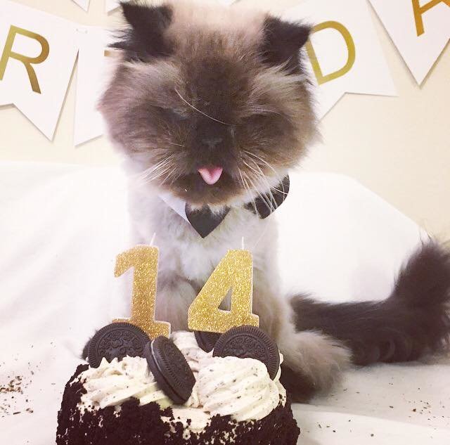 senior cat birthday 6