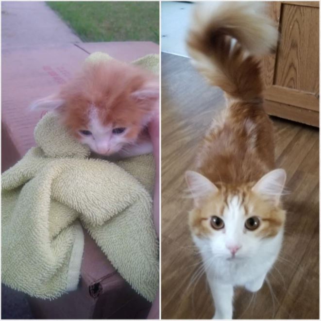before and after kitten rescue