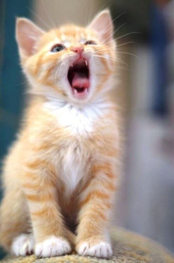 12 roaring kittens that will strike adorable fear into your heart