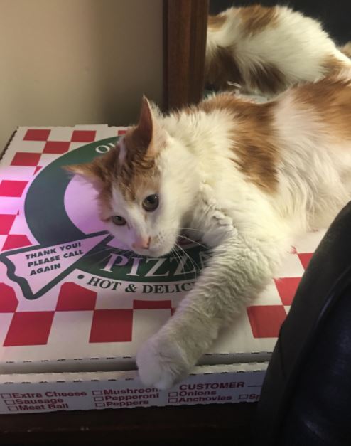 cat on pizza 17