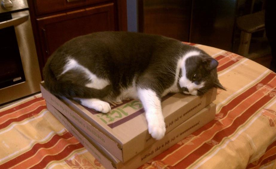cat on pizza 7