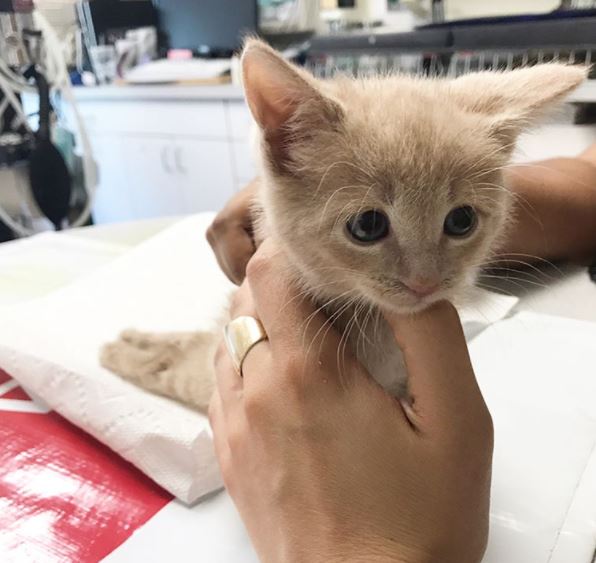 Paralyzed kitten gets first acupuncture treatment and the results are