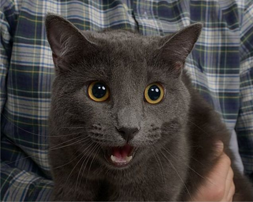 cat engagement photo shoot 3