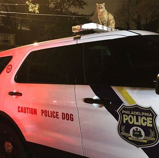 cat sitting on top of police car with K9 unit inside