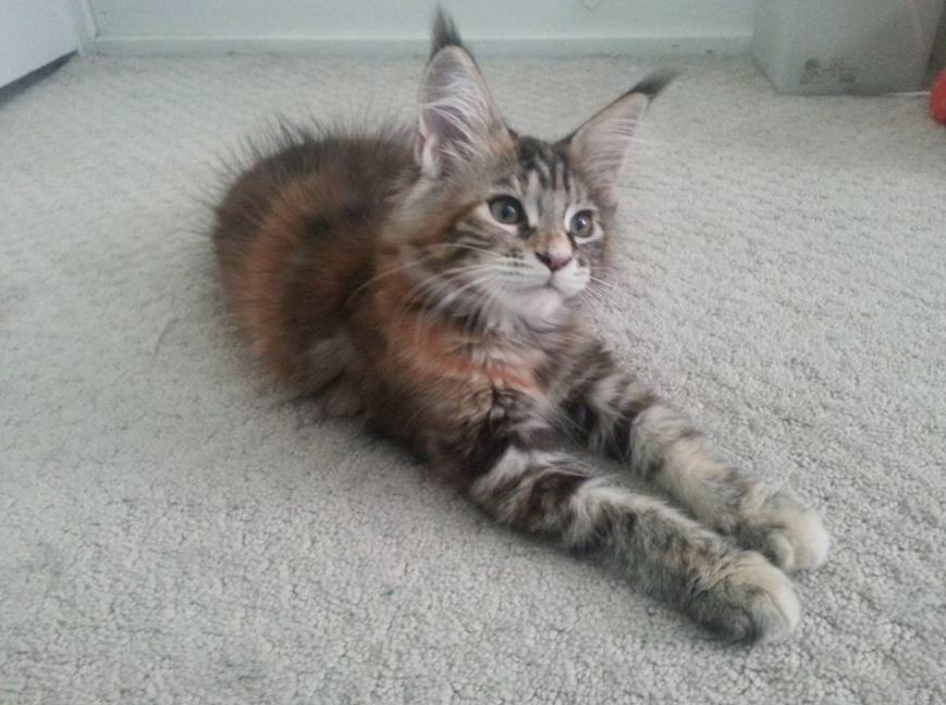 A Gallery Of Maine Coon Kittens For You To Freak Out Over