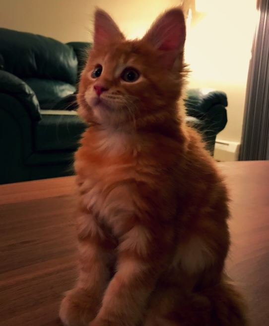 orange striped maine coon kitten 