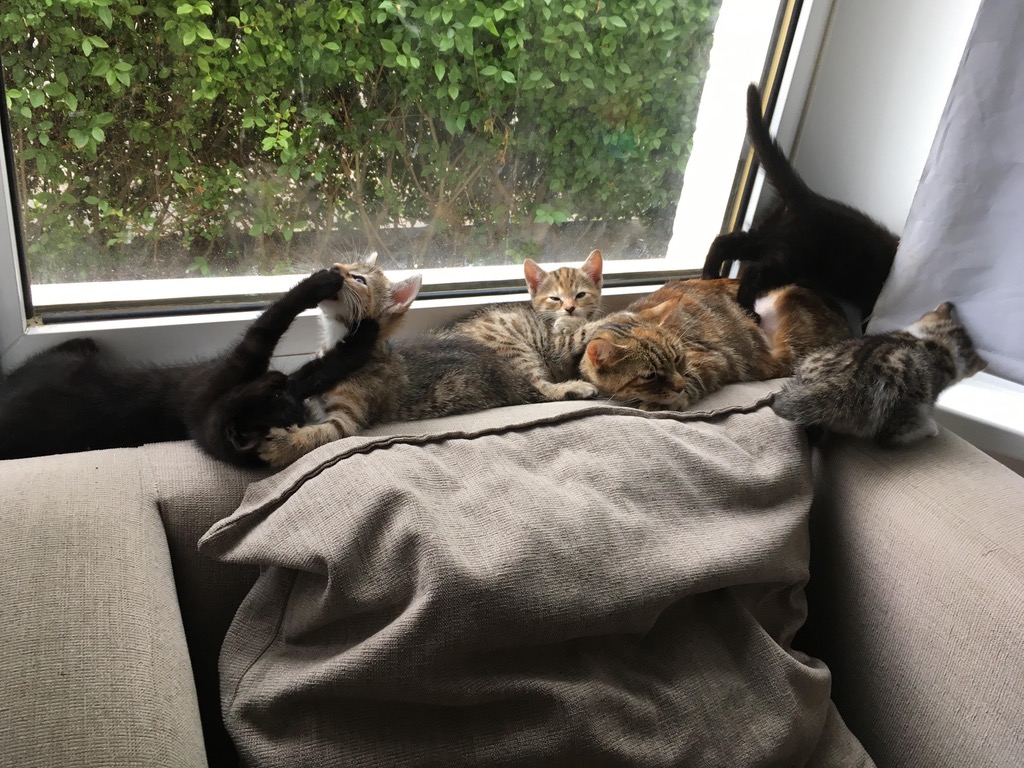 surprise kitten family from adopted stray