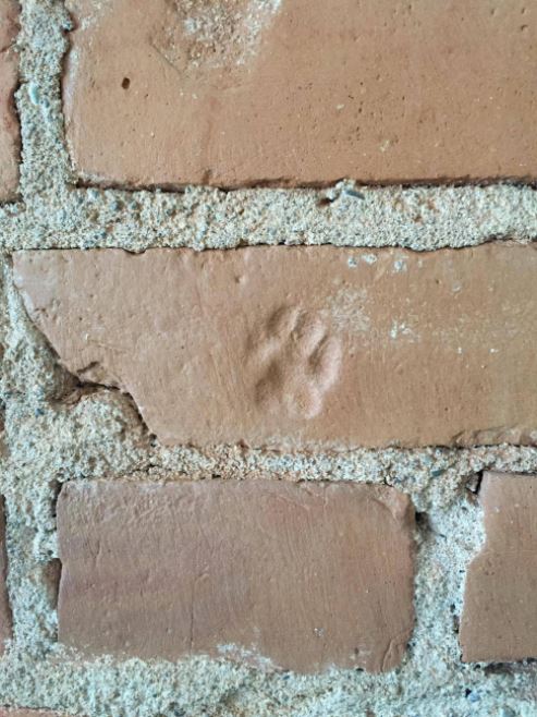 cat paw print in brick