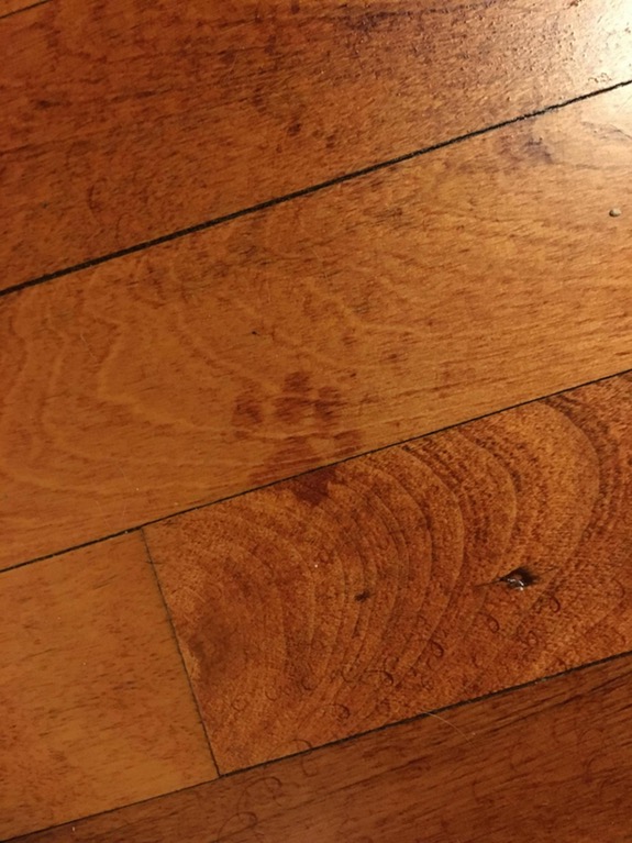 hard wood floor cat paw print